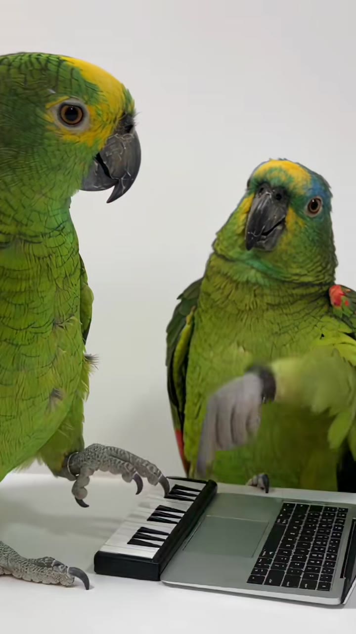 Still from viral third-party example: Alors On Danse parrot remake — viral third-party example