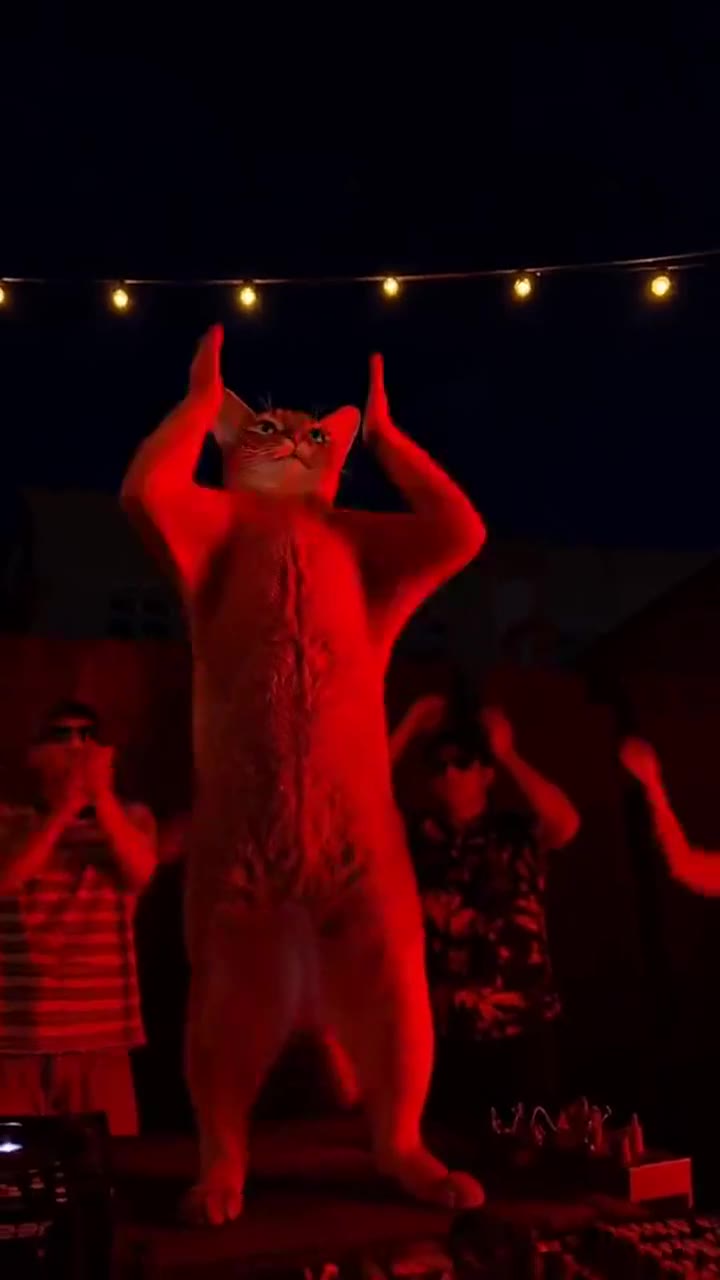 Tecktonik pet stage dance remake — viral third-party example (viral third-party example)